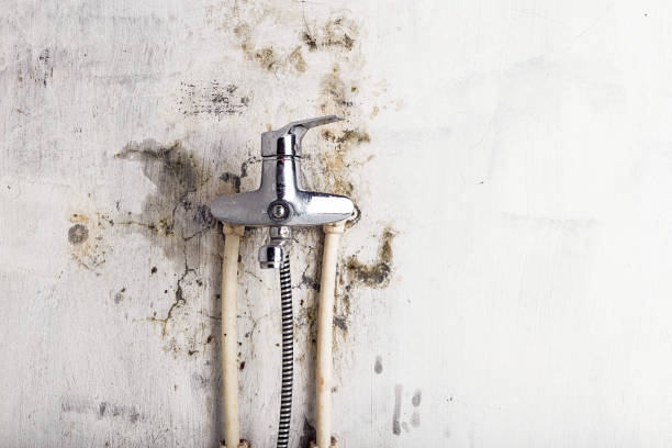 Best Home Mold Removal  in Flordell Hills, MO