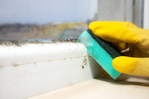 Mold Removal and Inspection in Flordell Hills, MO