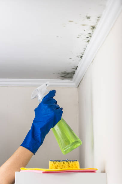 Best Affordable Mold Removal  in Flordell Hills, MO
